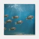 Search for up and fish magnets Underwater