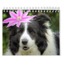 Search for border collie calendars Puppy