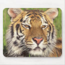 Search for siberian cat mousepads Tiger