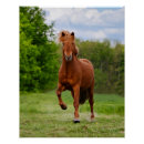 Search for horse lover posters Ponies