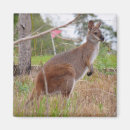 Search for marsupial magnets Joey