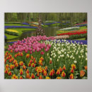 Search for hyacinths posters Bloom