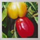 Search for pepper posters Red