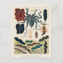Search for molluscs postcards Vintage