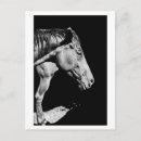 Search for horse profile postcards Farm
