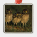 Search for coral christmas tree decorations Animal