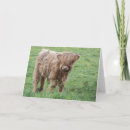 Search for scottish cards Bull