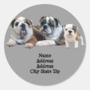 Search for bully dog stickers Puppies