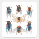 Search for cicada bug stickers Cicadas