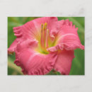 Search for new babies postcards Pink