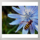 Search for hoverflies Insect