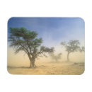 Search for arid magnets Gallo images