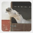 Search for horse stable stickers Animal