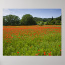 Search for field poppies posters Flower