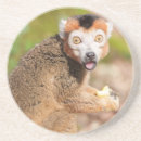 Search for lemur coasters Madagascar