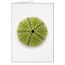 Search for echinoderms Urchin