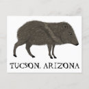 Search for tucson postcards Arizona