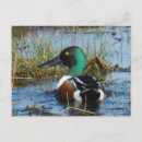 Search for puddle postcards Waterfowl