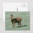 Search for alpaca postcards Farm