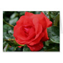 Search for thorns photography Rose