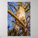 Search for perched art Bird of prey