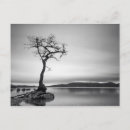 Search for bare tree cards Horizontal