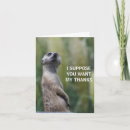 Search for meerkat thank you cards Mongoose