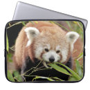 Search for red panda electronics Animal