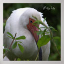 Search for ibis posters Photography