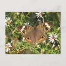 Search for buckeye postcards Butterflies