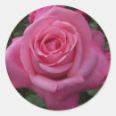 Search for rose bush stickers Garden