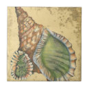 Search for seashell tiles Nature