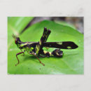 Search for green grasshopper postcards Nature