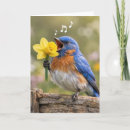 Search for daffodil birthday cards Narcissus