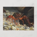 Search for crawfish postcards Crustacean