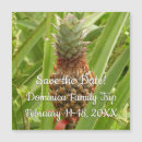 Search for tropical fruit photography Nature