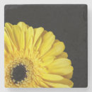 Search for gerbera barware Plant