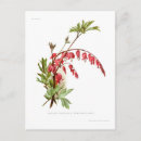 Search for bleeding heart postcards Botanical