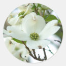 Search for dogwood flower stickers Nature