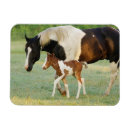 Search for filly magnets Horse