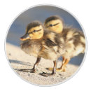 Search for pulling faces photography Wildlife