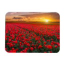 Search for tulips rectangular magnets Netherlands