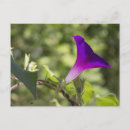 Search for royal purple postcards Flowers