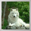 Search for arctic wolf posters Dog