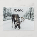 Search for canada winter postcards Animal