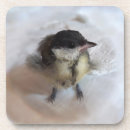 Search for chick barware Wildlife