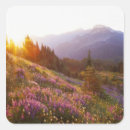 Search for lupine stickers Mountain