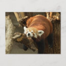 Search for funny wildlife postcards Bear
