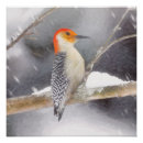 Search for belly art Red bellied woodpecker