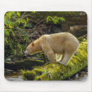 Search for cathy mousepads Black bear